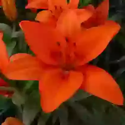 Orange Summer
